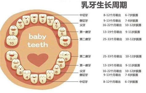 大门牙|每颗牙齿的名字